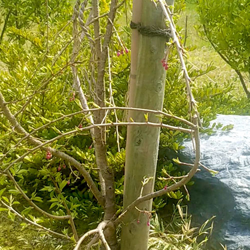 桜の木の植樹